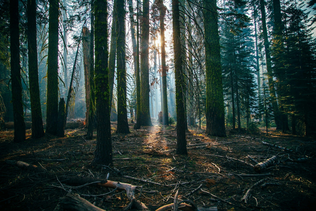 Sunlight filtering through tall forest trees representing forest bathing and nature-based wellness practice