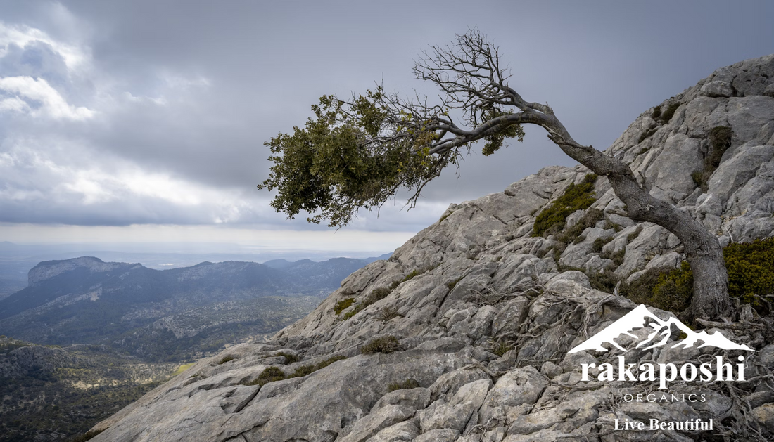 Resilient tree growing from rocky mountain cliff demonstrating natural strength and stress adaptation