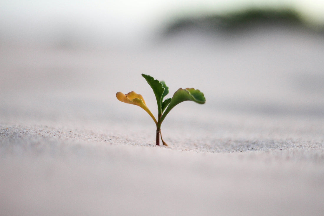 Resilient flower blooming in desert landscape representing personal growth, overcoming adversity, and breaking limiting beliefs