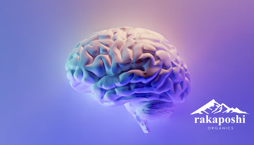 Anatomical illustration of human brain representing glymphatic system, sleep-dependent waste clearance, and cognitive health