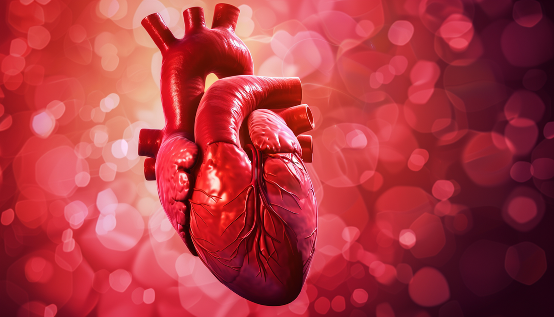Artistic heart illustration representing cardiovascular health and wellness optimization